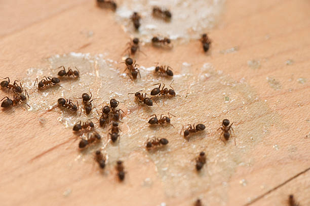 Best Insect Control  in Northwest Harborcreek, PA